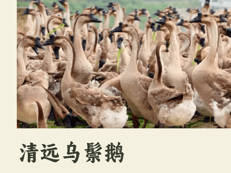 “巳巳如意”奏响清远乐章 宝安朗峻广场开启别样年味