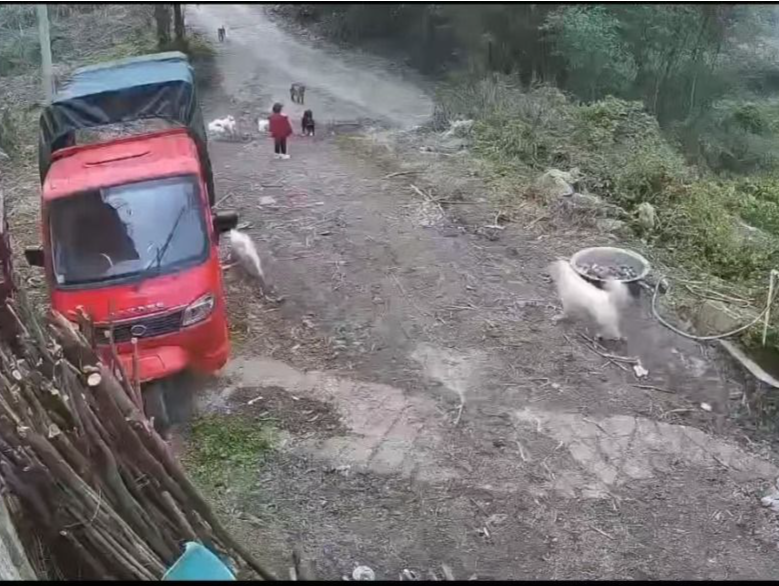 遭狗群撕咬3岁女童全身缝合三四百针，两只涉事犬的主人已找到！