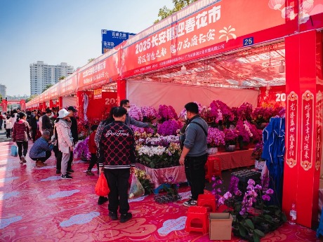 新春·进莞来团聚丨一起逛花街！2025长安镇迎春花市开市