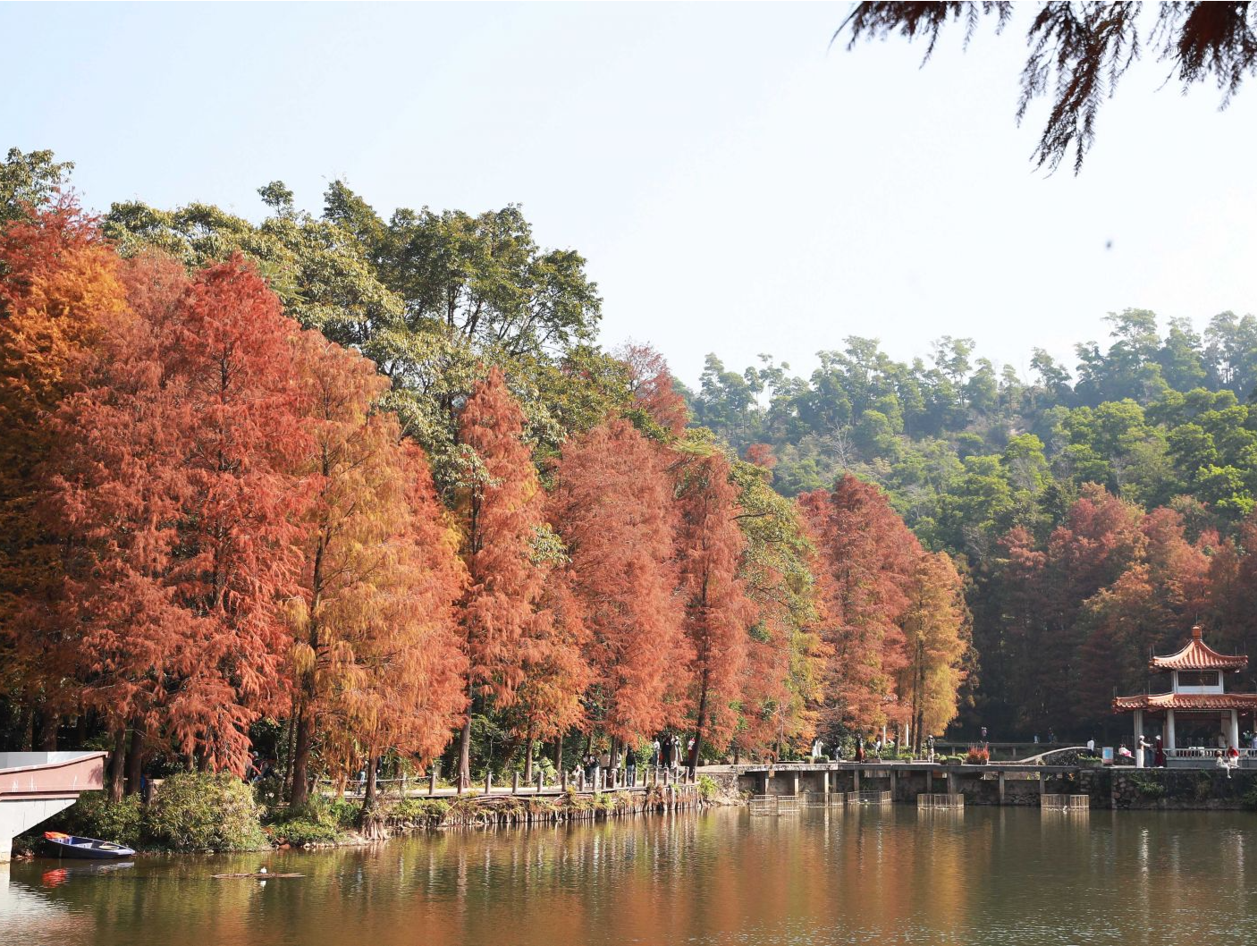 仙湖落羽杉红了！冬日来这里打卡美景
