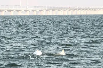 “海上大熊猫”中华白海豚现身中山水域