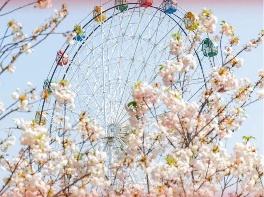 深圳这片粉色花海开了！ | 来深过大年25个玩法