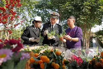 出口量同比增长62.8%，中山花木为澳门增添“年味”| 新春走基层