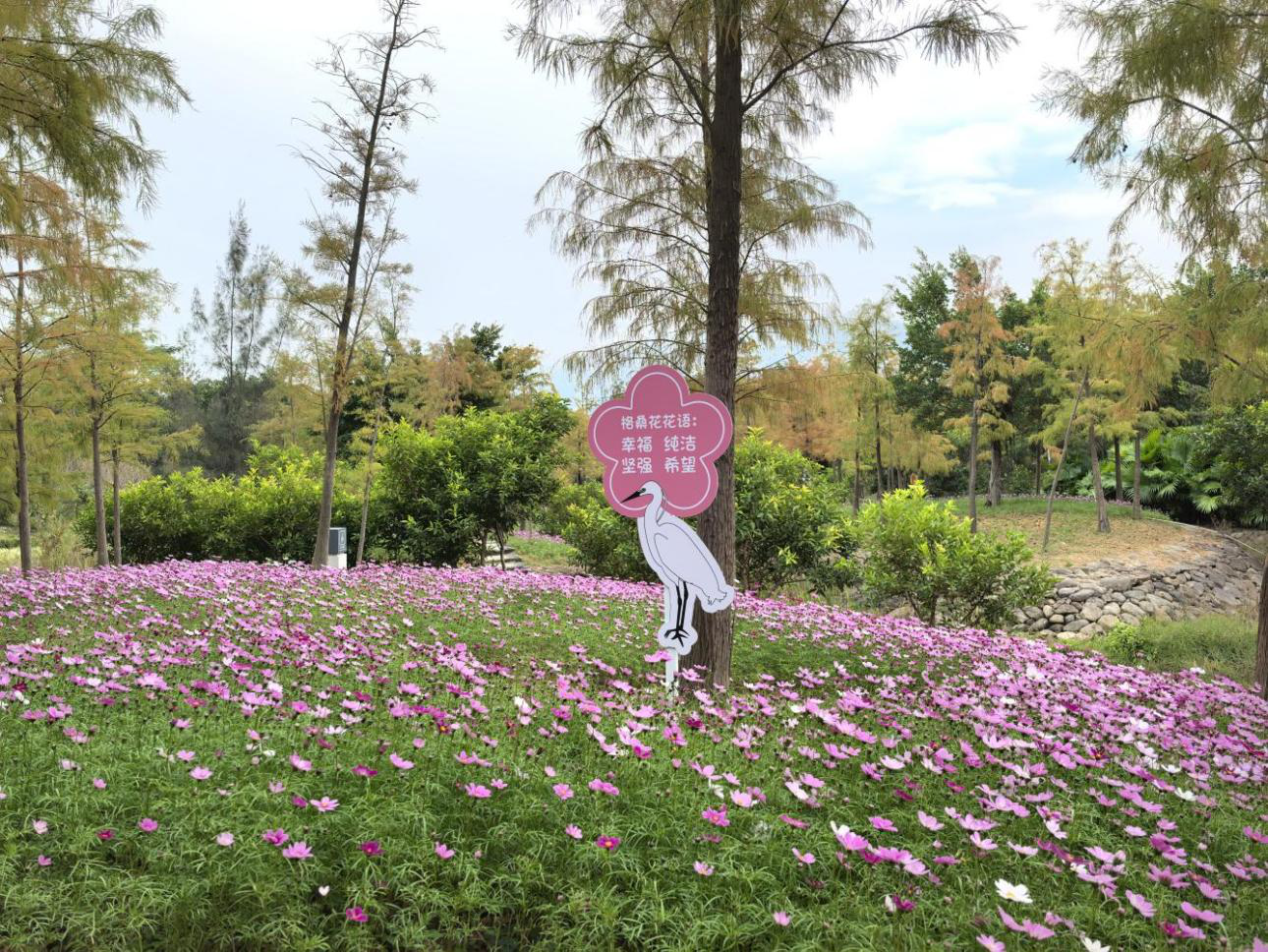 格桑花开、幸福满溢！大鹏新区坝光格桑花溪谷成市民游玩打卡地