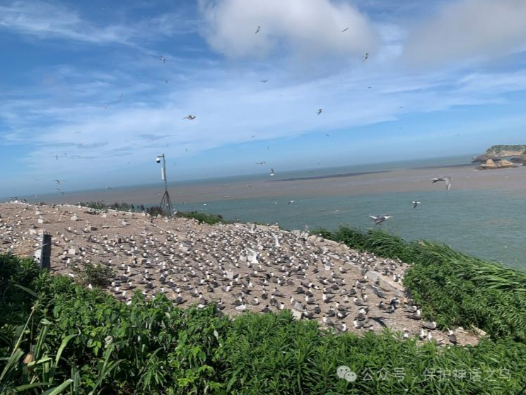 最诗意岗位？浙江300元一天招守鸟人：或需住海岛，有网络