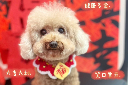 【开奖】你们都开工了吗？“中山+”喊你来领“毛孩子”们的年货啦→