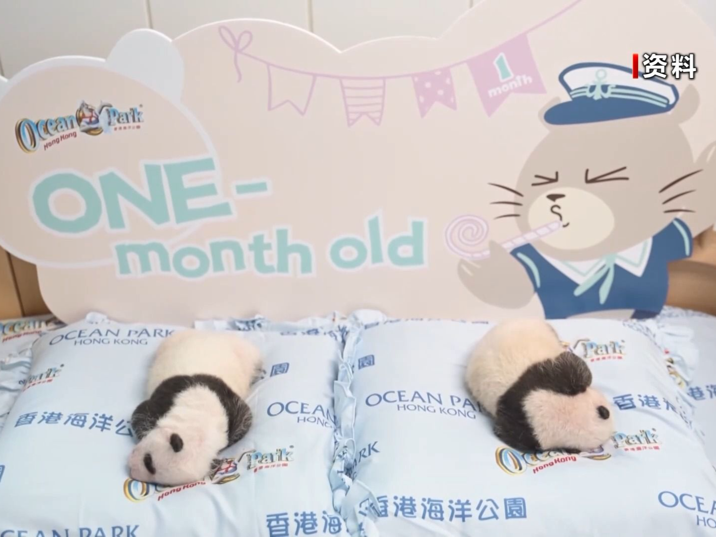 萌翻全场！香港首对龙凤胎大熊猫宝宝正式亮相🐼🐼邀你来取名