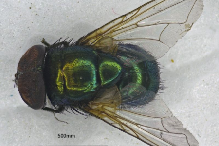 全国口岸首次！中山港海关截获病媒生物印度翠蝇