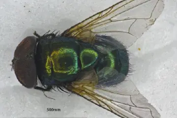 全国口岸首次！中山港海关截获病媒生物印度翠蝇