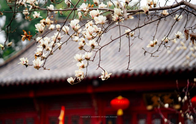 长春观的玉兰花。图源：武汉市文化和旅游局