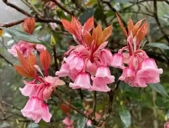 晶报说 | 梧桐山铃儿花开,想起一个消失的节日