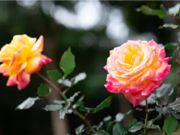 深圳春日必逛！香蜜公园玫瑰园“花海暴击”
