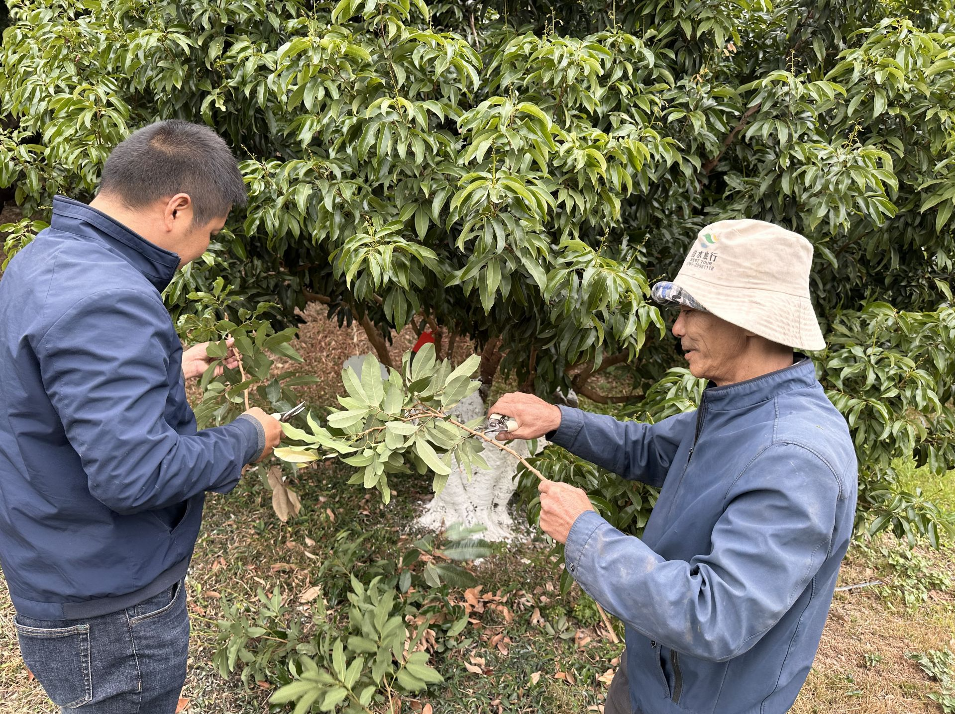 东莞樟木头：荔枝出花率超九成，“观音绿”将迎大年