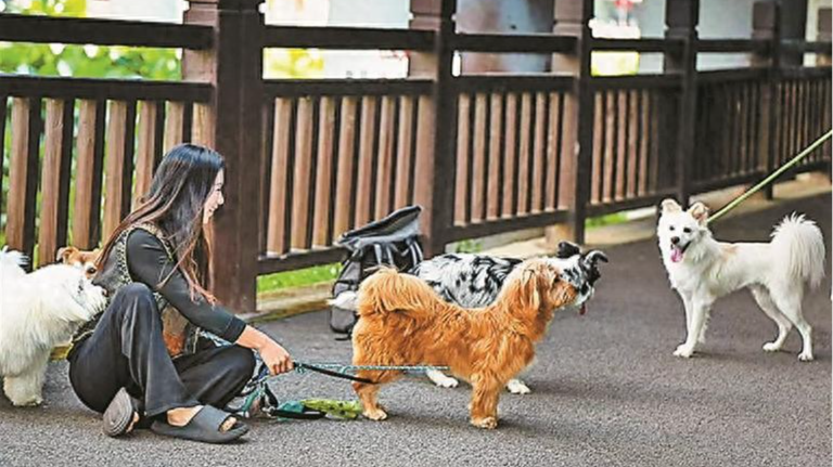 节假日家中萌宠有了新去处 家庭寄养轻松搞掂毛孩子
