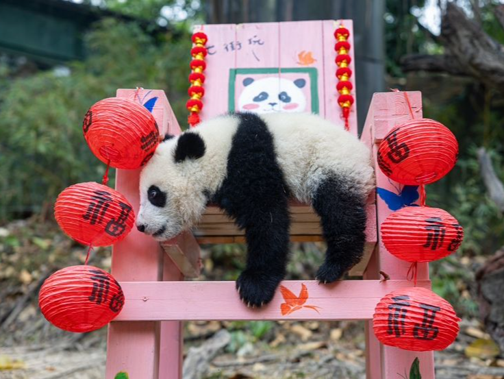 “圆滚滚”成春节长隆人气“顶流”，大熊猫幼崽“妹猪”享粤式节庆大餐