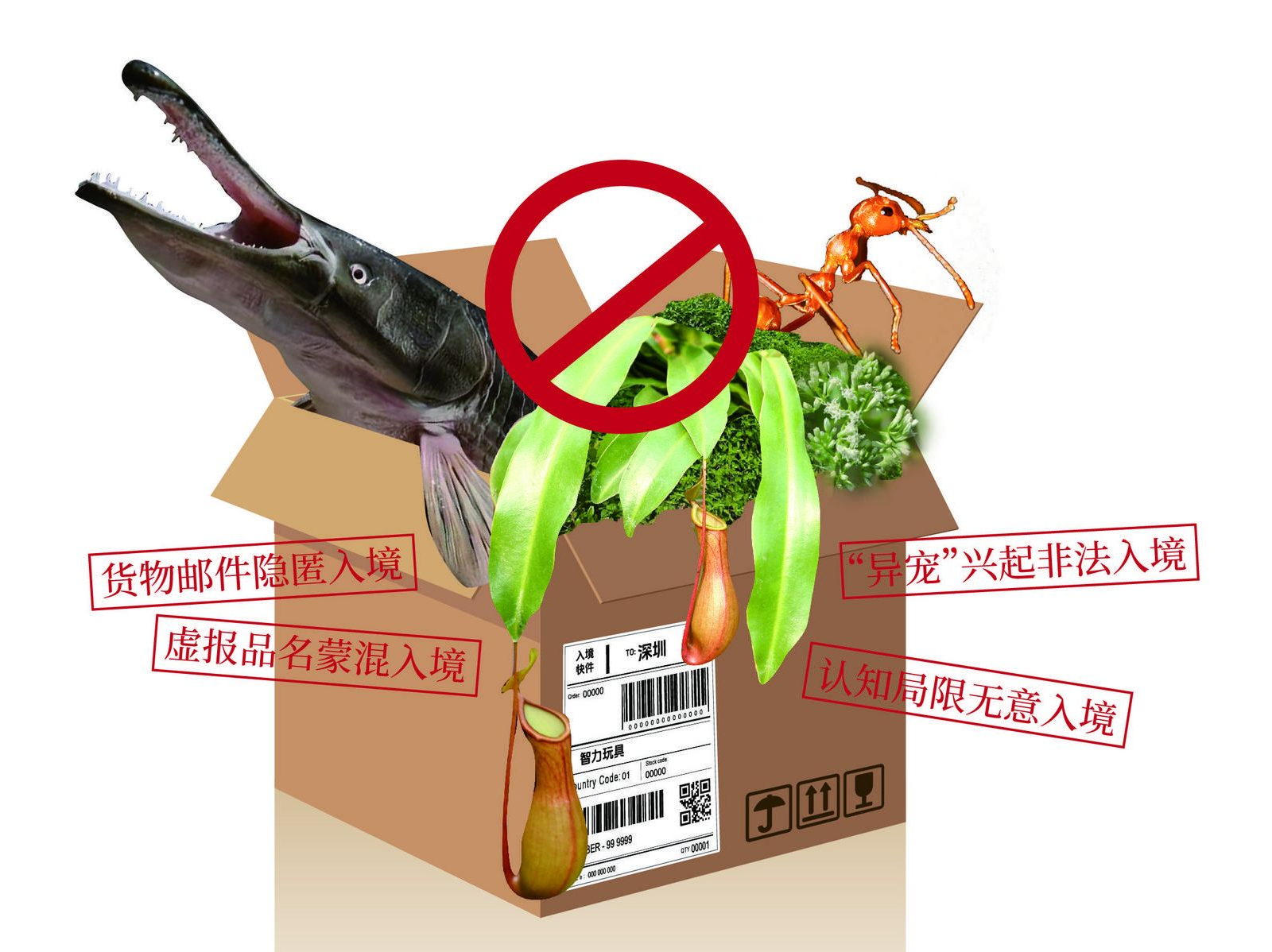 晶报特别报道│警惕！这些外来物种正在入侵