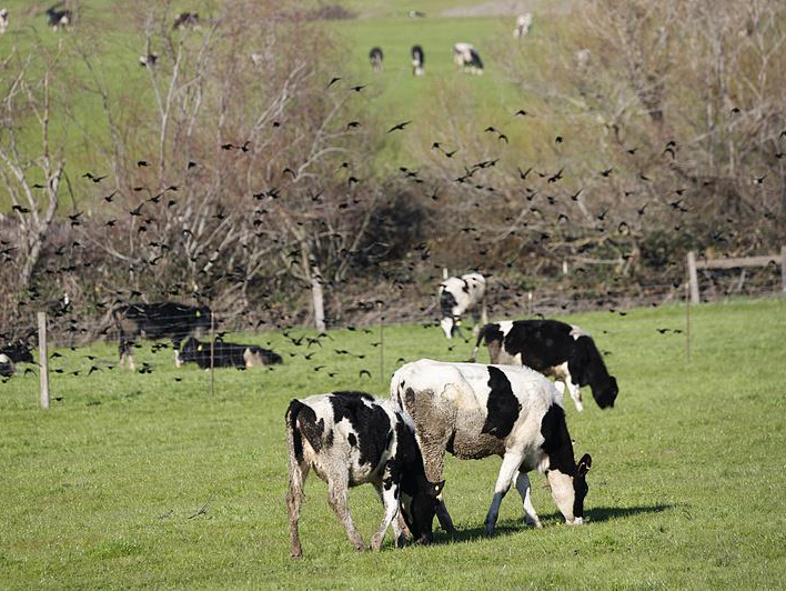 美国怀俄明州报告该州首例人感染H5N1型禽流感病例