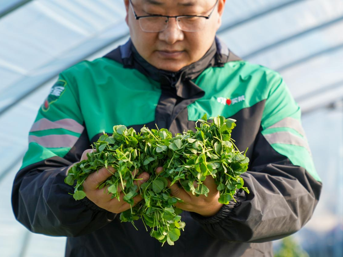 ​又是一年春菜季，互联网“王宝钏”又挖到什么新野菜？| 微观察  
