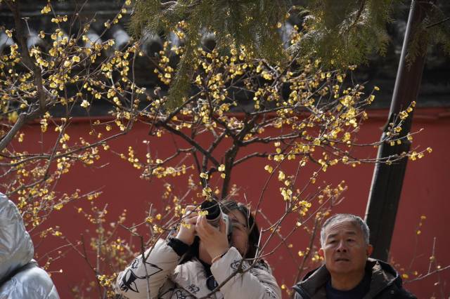 国家植物园卧佛寺的腊梅。图源：北京日报客户端