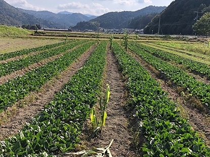 日本2024年农林水产品及食品出口额超1.5万亿日元 