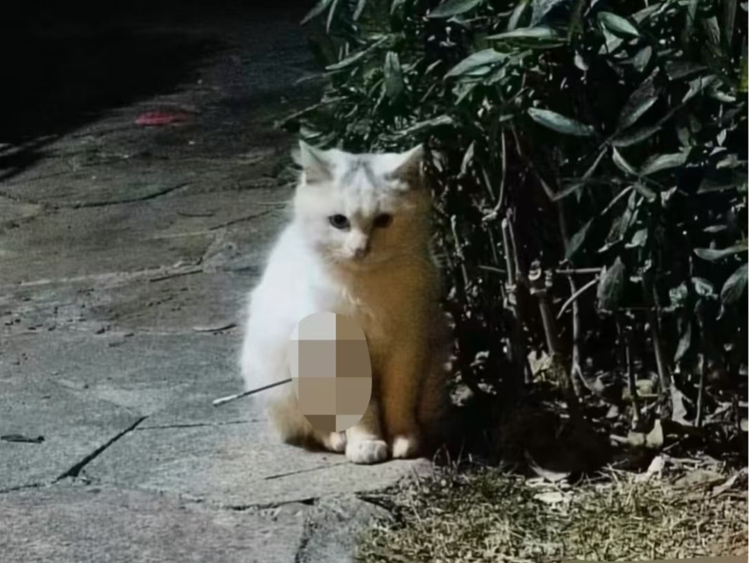 厦门一男子自制箭矢射伤流浪猫被拘！公共区域使用箭矢是否违法？| 读特普法