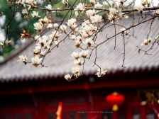 第一波春花已上线！2025全国早春赏花地图请收→