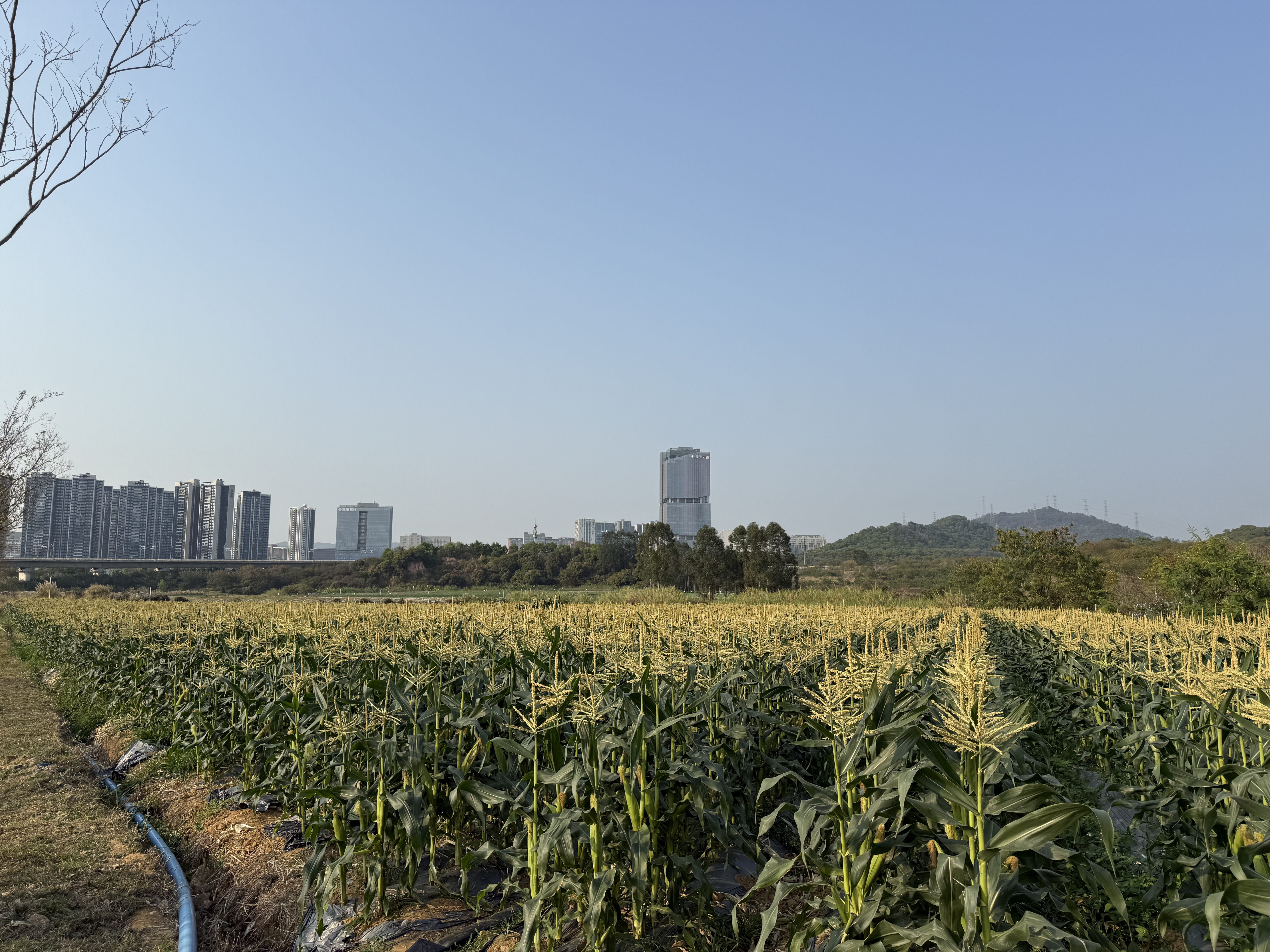 高标准打造科学城里的都市田园！光明这个现代农业园开工 