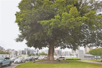 深圳市全力推动古树名木高水平保护，守护“有生命的文物”留住最美乡愁
