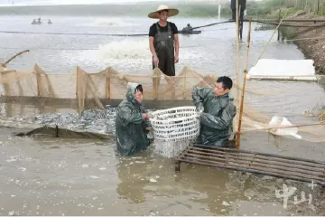 “一塘一策”！中山今年要完成养殖池塘尾水治理面积超6万亩