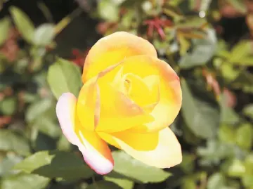一花一世界丨人文天地·南海潮