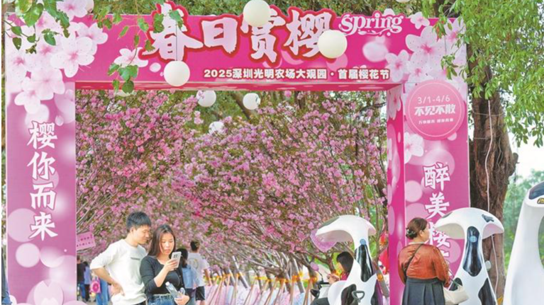 光明农场大观园首届醉美樱花季火热开启，周末吸引1.25万名游客入园赏花
