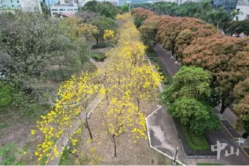 一年四季有花可赏，中山努力提升“颜植”
