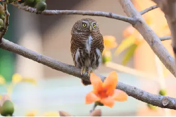 国家二级重点保护野生动物！中山市民抓拍到小猫头鹰