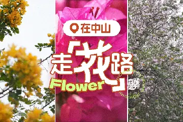 在中山，走“花”路 | “淼”懂深中