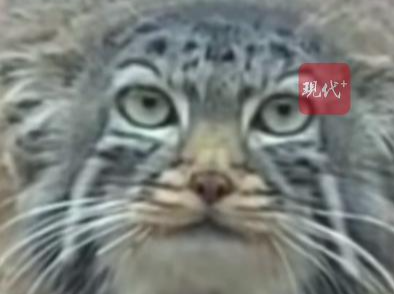 官方确认！“狲尚香”去世 