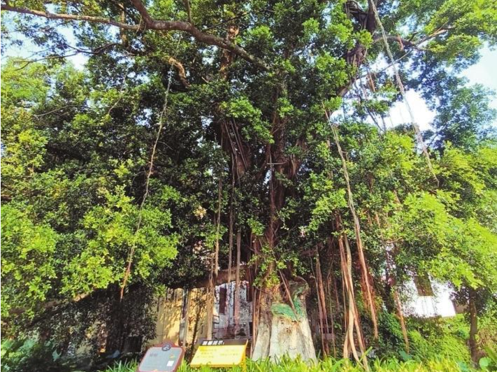 “绿色长者”全部都有专人伺候！深圳坪山156株古树“老有所养”  