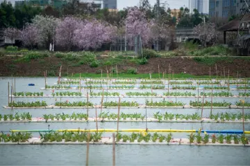西区街道隆昌社区“统租统管”，焕发“水上春耕”新活力丨春好正是耕种时