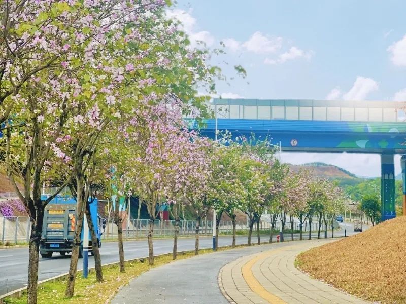 图18吉桥路宫粉紫荆 .jpg