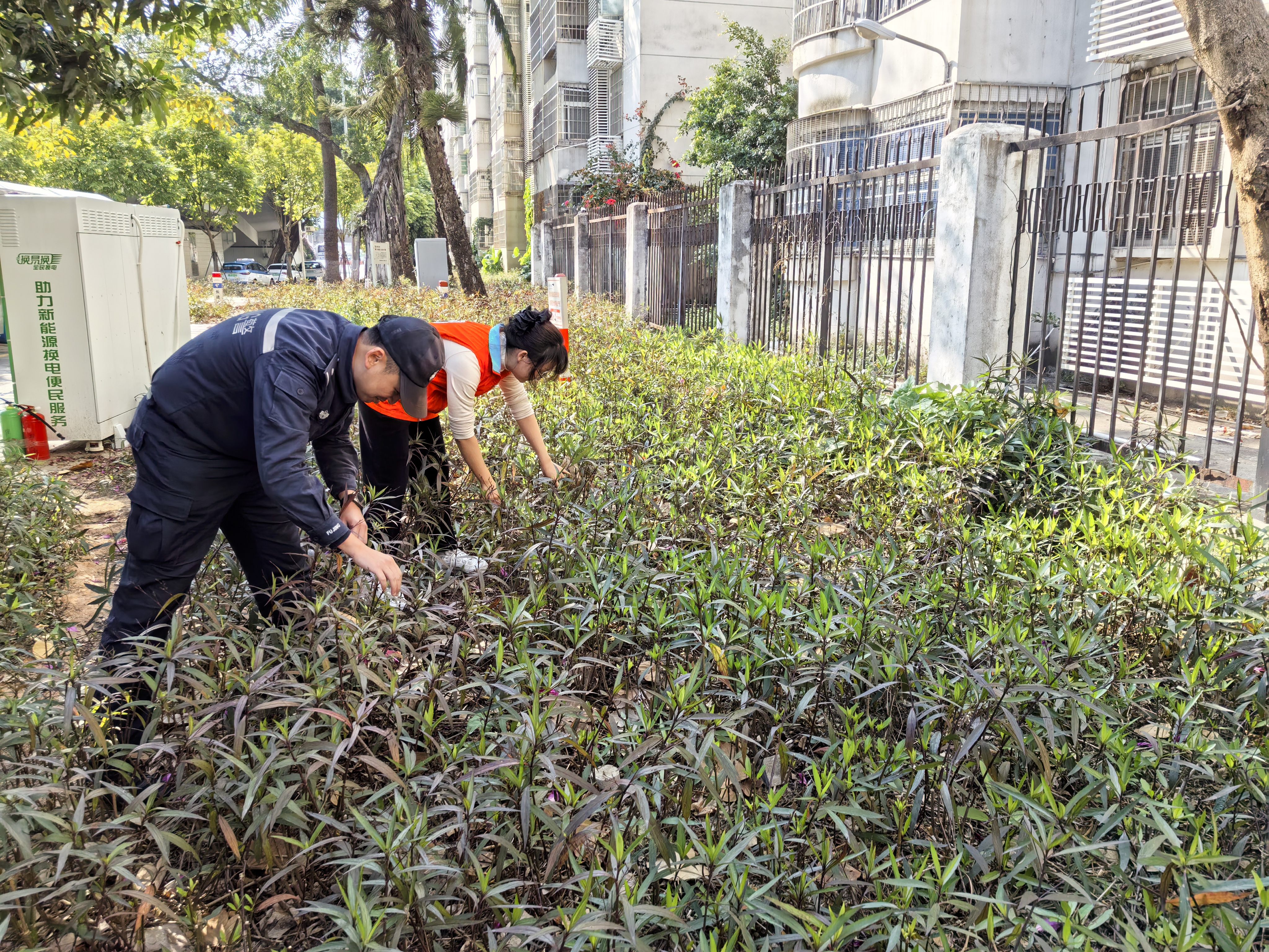 桂园街道开展禁种铲毒活动