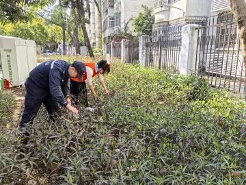 桂园街道开展禁种铲毒活动
