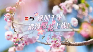 在场｜深圳千平浪漫樱花上线！