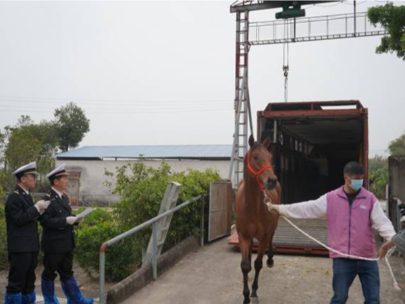 澳门最后一批退役赛马入驻内地