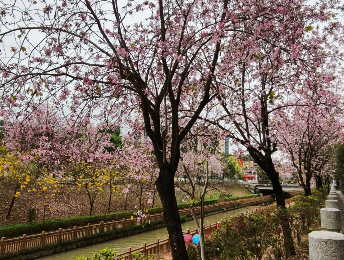 博罗：三月芳菲 城在花中