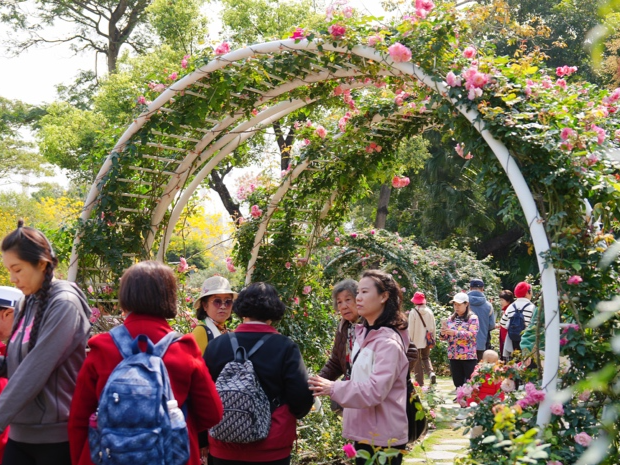 邂逅春日月季之美，2025深圳春花集·香蜜月季赏启幕