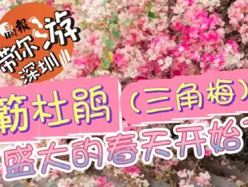 晶报带你游深圳 | 簕杜鹃（三角梅） “盛大的春天开始了”