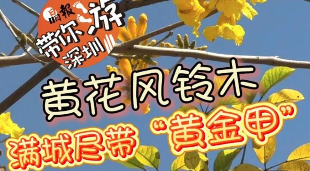 晶报带你游深圳 | 黄花风铃木 满城尽带“黄金甲”