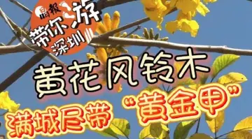晶报带你游深圳 | 黄花风铃木 满城尽带“黄金甲”