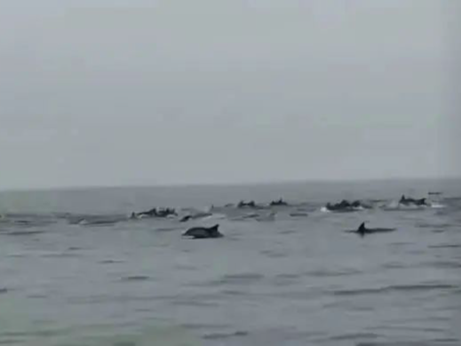 100余头！深圳一海域惊现海豚群