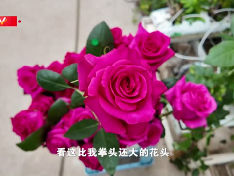 时政微调查丨玫瑰的故事