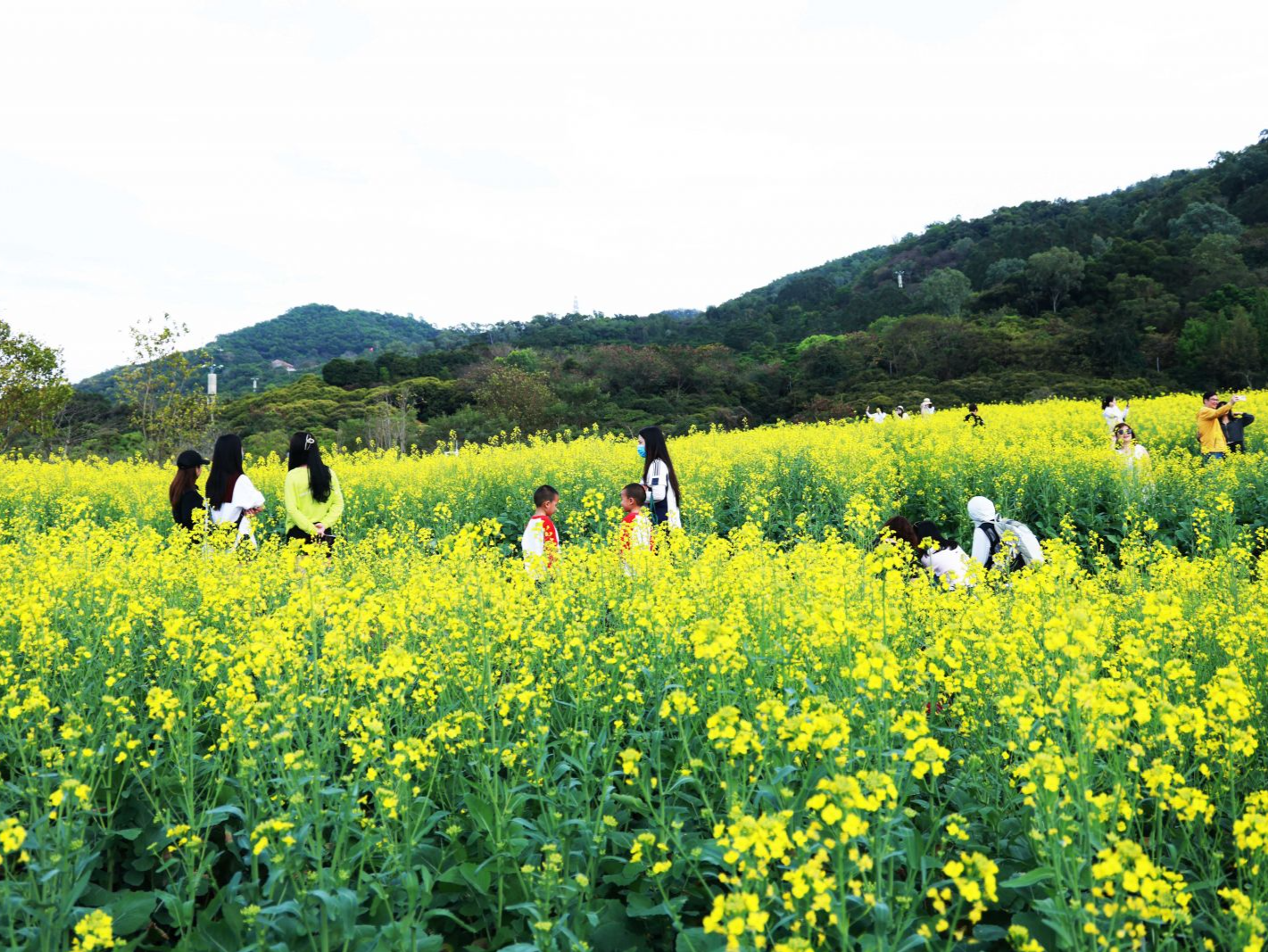 凤凰山脚油菜花盛开，福永文旅融合再添新名片